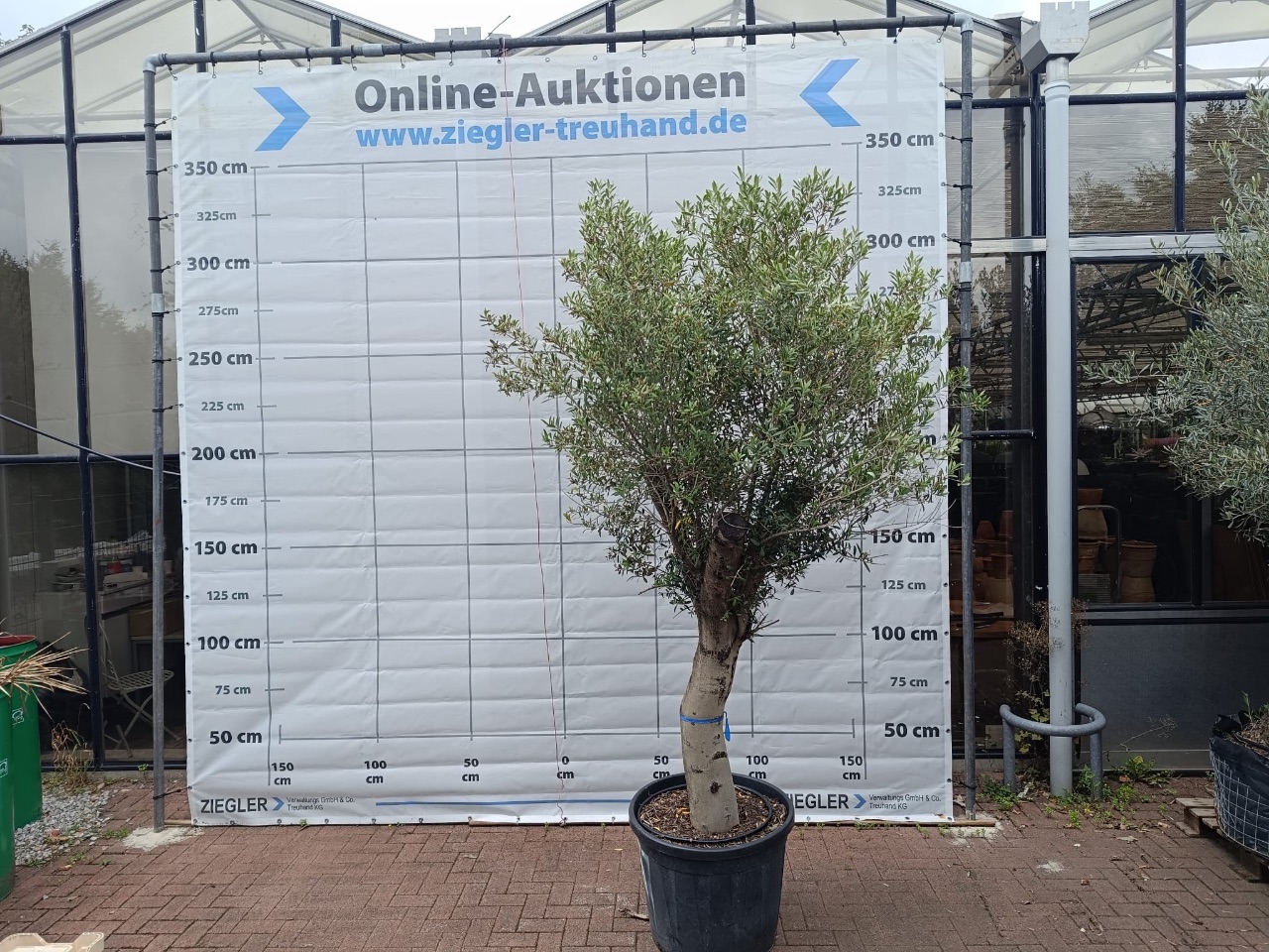 Oliven Baum (Stammumfang: ca. 60 cm)